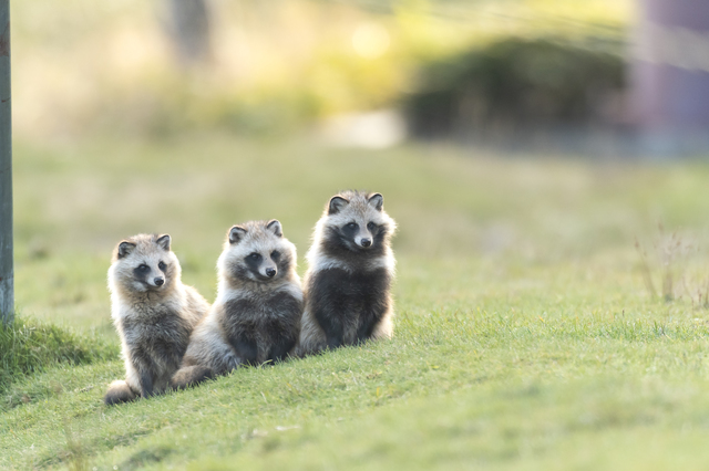 【動物占い】のたぬきは4種類に分けられる!それぞれの特徴とは